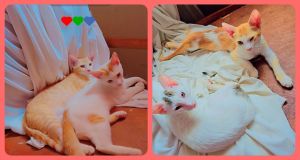 Help save poor kittens in need