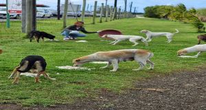 Construction of dog shelter and feeding of stray dogs