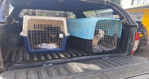 Driving Hope : A Rescue Vehicle for Homeless Dogs