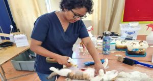 Organisation Of A Sterilisation Campaign In Sainte Croix