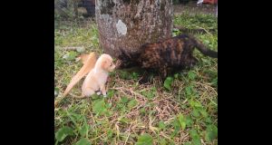 Urgent Relocation of the shelter 