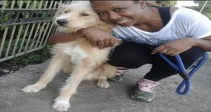 Help building shelter for animals