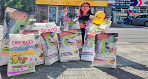 Northen stray dogs welfare 