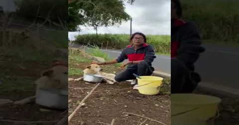 Construction of dog shelter and feeding of stray dogs