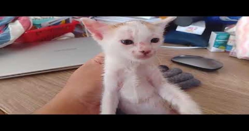 Sick rescued Kitten